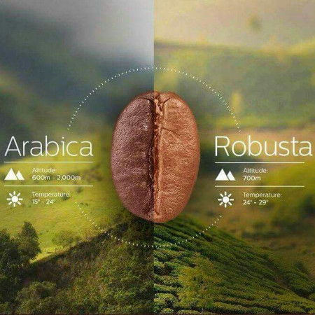 تفاوت‌های مهم بین دان قهوه عربیکا و روبوستا و انتخاب درست برای شما